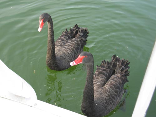 Black swans at Birdham 